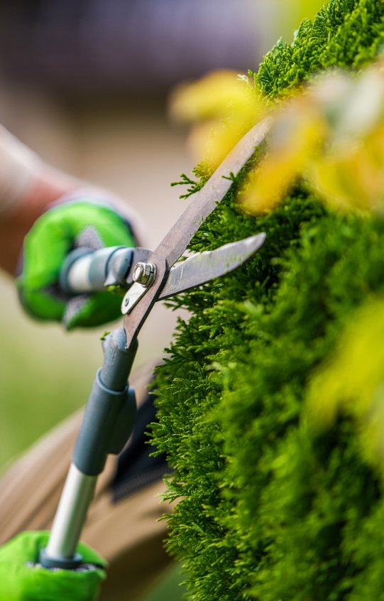 Servicios de jardinería en Toledo