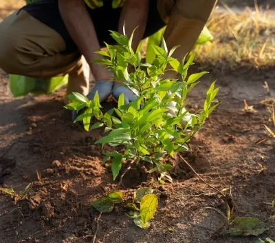 Mantenimiento de jardines en Toledo